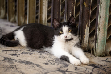 Black and white tuxedo cat lying down with paws extended forward