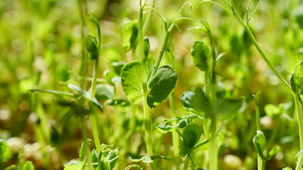 Macro Photograph Capturing the Intricate Detail of a Dense Bed of Young Pea Sprouts, Bathed in Bright Natural Light.