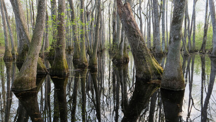 Old Growth Cypress Trees and Knees in Mississippi Bayous, Southern USA