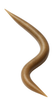 Elongated roundworm with a cylindrical shape and smooth, pointed ends.