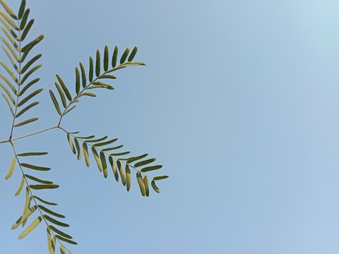 Neltuma glandulosa or Procopius glandulosa torr leaves pattern or honey mesquite plant leaves pattern 