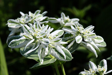 Bordered spurge growing in the garden (Euphorbia marginata)