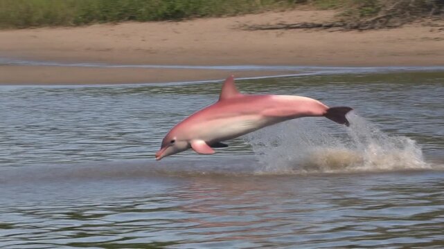 Pink River Dolphin Jumping and Splashing in Brown River Water