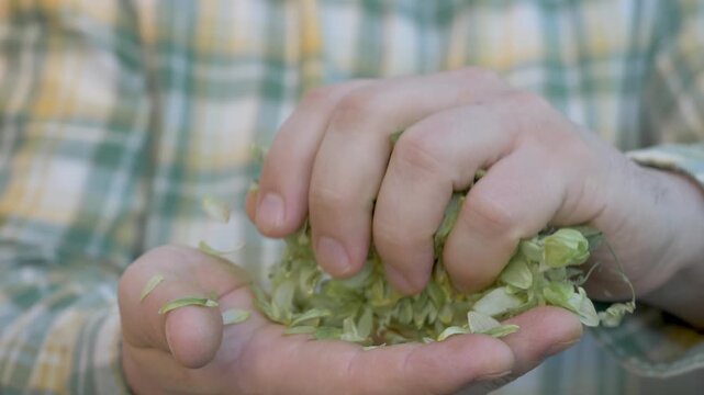 Hop cones are green with soft, layered petals. Often harvested for brewing, they give beer its bitterness and aroma. Sunlight highlights green trees in background