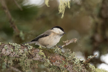 Tannenmeise im Baum © Michaela Hochmayer