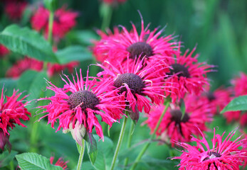 In the garden red flowers in bloom monarda