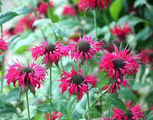 Obraz premium In the garden red flowers in bloom monarda