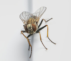 close up of tiger fly on window