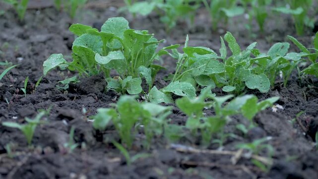 Water irrigating rows of radish plants, aiding nutrient absorption and supporting even growth. Consistent moisture in soil ensures healthy radish crop development in farming systems