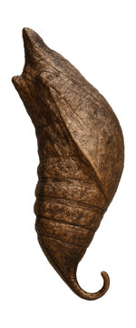 Swallowtail butterfly chrysalis with a textured brown exterior and curved cremaster.