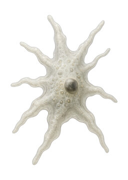 Amoeba proteus features a clear, amorphous body with visible pseudopodia.