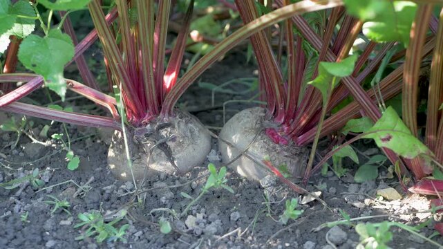 Beetroots nestled in earth. Red stalks and green foliage prominently visible. Productive harvest, sustainable farming. Growing beetroots organically ensures they are free from harmful chemicals