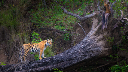 A Bengal tiger stands poised on a fallen tree along the Ramganga River in Dhikala, Jim Corbett, creating a striking wildlife moment against lush forest terrain.
