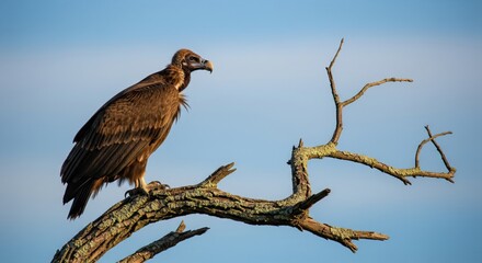 A brown vulture perched on a bare tree branch against a clear blue sky, observing its surroundings.