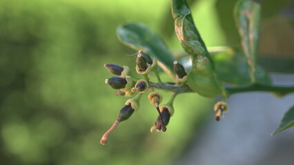 A Cluster of Developing Green Citrus Fruits on a Branch, with Remnant Flower Parts and Slightly Damaged Foliage Visible.