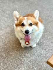 Cheerful corgi sitting happily on a city sidewalk