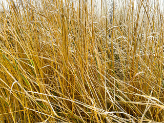Dense golden frosty grass field in winter, close-up texture of icy yellow dry reeds covered with morning frost