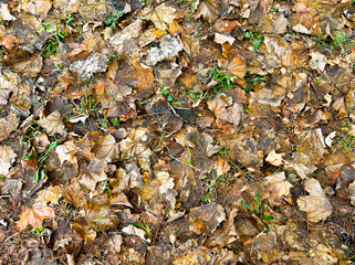Autumn Fallen Leaves Texture — Dry Brown Leaf Carpet on Forest Ground with Natural Organic Foliage Pattern and Earthy Colors Background