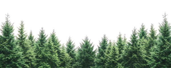 PNG Real Douglas fir forest background outdoors woodland.