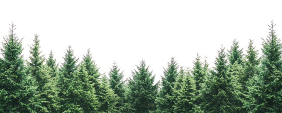 PNG Real Douglas fir forest background outdoors woodland.
