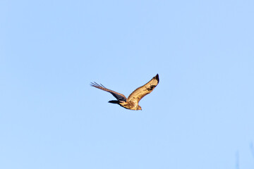 Common Buzzard Flying Over Akrotiri, Limassol During Autumn