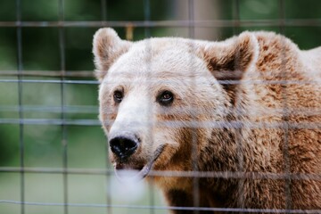 A close-up shows a Syrian brown bear's face with its light fur and curious dark eyes, peering out from behind the metal fence of its enclosure at a wildlife sanctuary