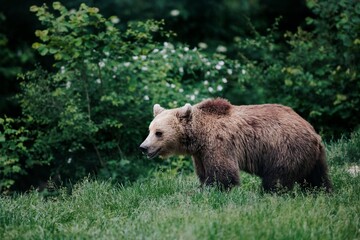 Fototapeta premium A brown bear, with a light brown face and thick fur, ambles through a grassy meadow. Sunlight bathes the meadow and forest in the background
