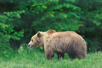 A majestic brown bear walks gracefully through tall green grass, seemingly undisturbed, with a background of verdant forest foliage on a bright afternoon