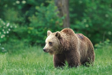 Fototapeta premium A lone, brown, grizzly bear stands peacefully amongst the tall, green grass. Lush greenery and trees line the landscape behind the animal as it enjoys a quiet afternoon