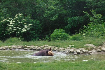 A large, brown mother Bear is submerged in shallow water with her cub, enjoying a peaceful afternoon swim. The surrounding greenery adds to the serenity of the wildlife moment