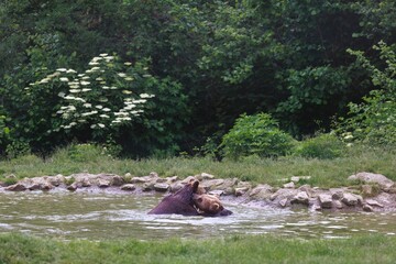 Two brown bears, possibly a mother and cub, stand chest-deep in a shallow pond surrounded by lush greenery, engaging in what appears to be a playful interaction or embrace