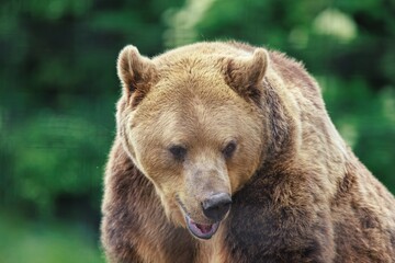 Fototapeta premium A majestic Grizzly Bear stares intently into the distance on a spring morning in Yellowstone National Park, lost in its own contemplation, a beautiful moment