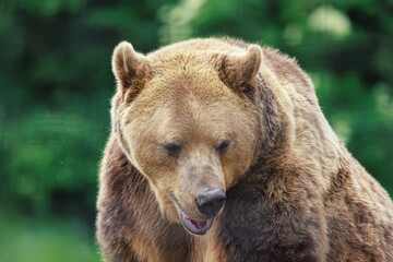 Obraz premium A large brown bear is seen in a forested environment. Its fur is thick and brown, and its expression is thoughtful, its jaw slightly open
