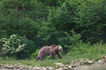 A majestic brown Bear walks across the grassy terrain. Lush greenery forms a dense forest backdrop. The bear seems calm, enjoying the peaceful serenity of its wild environment