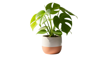 A vibrant monstera deliciosa plant, isolated on transparent background, flourishes in a twotoned pot, its iconic split leaves showcasing natures artistry against a clean backdrop, adding a touch of mo