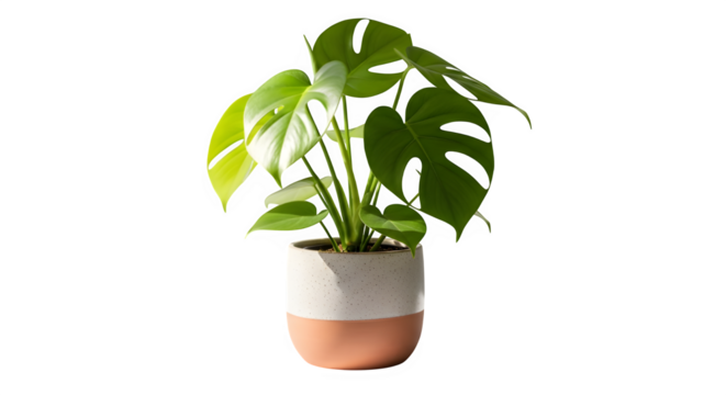 A vibrant monstera deliciosa plant, isolated on transparent background, flourishes in a twotoned pot, its iconic split leaves showcasing natures artistry against a clean backdrop, adding a touch of mo