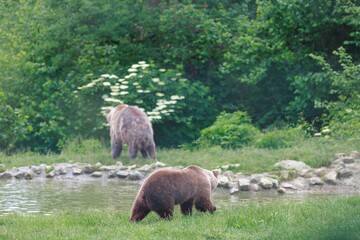 Two brown Bears wander near a tranquil pond surrounded by lush greenery. One bear walks near the water's edge, while the other stands slightly farther in the distance