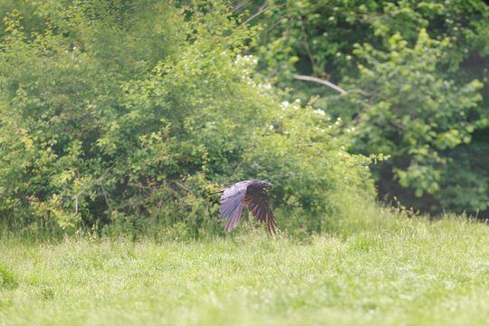 A black bird, possibly a Raven, soars low across a grassy field in Yellowstone National Park, wings spread wide in afternoon light. Green trees and foliage in the background