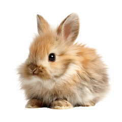 Obraz premium Adorable fluffy baby bunny rabbit sitting on white background