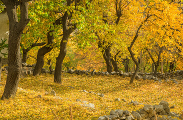 COLORFUL AUTUMN IN GILGIT BALTISTAN PAKINSTAN