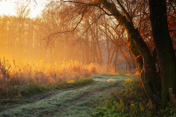 Fototapeta premium Golden Hour Glow on a Winding Trail, natural background or wallpaper for nature motif