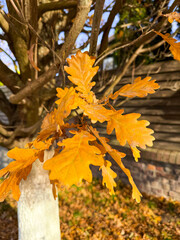 A close-up photograph capturing vibrant golden-yellow and orange oak leaves on a branch during the autumn season. The deeply lobed leaves, typical of the English oak (Quercus robur), are highlighted b