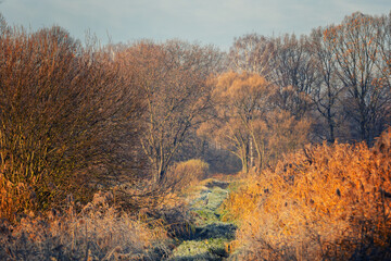 Fototapeta premium Frosty Path Through with Golden Reeds and Two Herons, natural background or wallpaper for nature motif