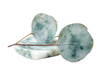 Two pale green eucalyptus leaves rest gently on top of a bar of off-white soap
