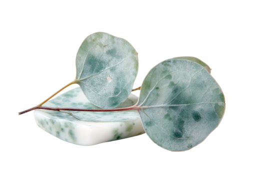 Two pale green eucalyptus leaves rest gently on top of a bar of off-white soap