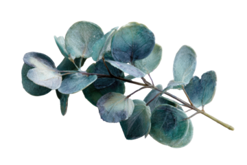 Close-up of a branch with eucalyptus leaves, teal-gray hue, delicate textures