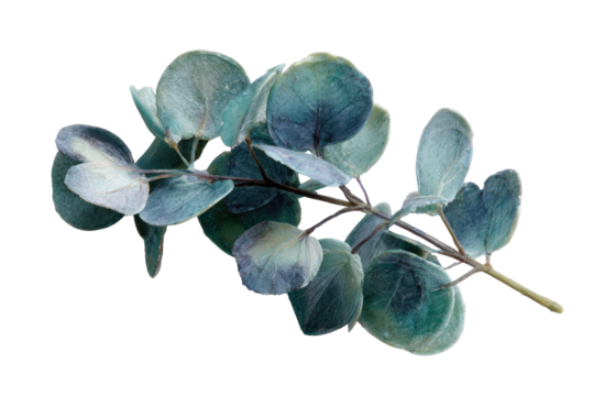 Close-up of a branch with eucalyptus leaves, teal-gray hue, delicate textures - Powered by Adobe