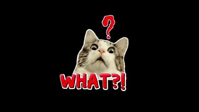 Cute cat with wide eyes and a surprised expression, a red question mark and 'WHAT?!' text