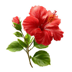 Vibrant red hibiscus flower and bud with green leaves isolated on white background