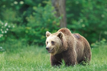 Fototapeta premium A Brown Bear walks in a meadow. It is early afternoon in summer and the bear is surrounded by green grass and some trees in the background